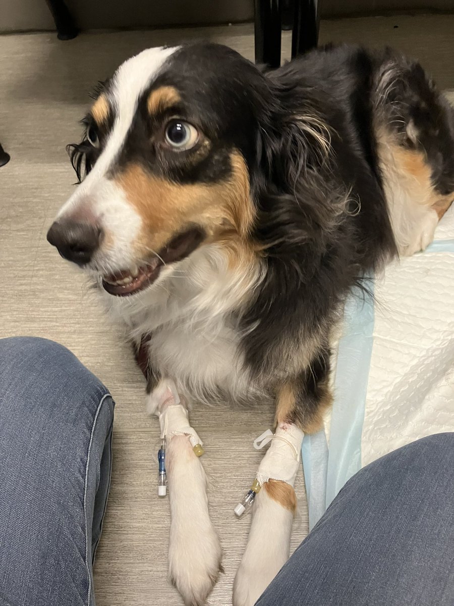 RaidenRippley's tweet photo. Thank you to everyone who’s donated so far I cannot express the gratitude I have! Please share this with any family or friends who could or would want to help support my dear baby! Thank you to anyone who takes the time to read this. https://t.co/exIbBp6pYP https://t.co/bsbh9LyKwy