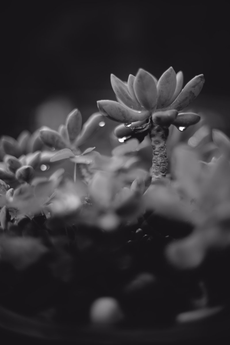 MarginalPerson_'s tweet photo. 1971 Canon FD 50 1.4 https://t.co/4ORvmdKnCf