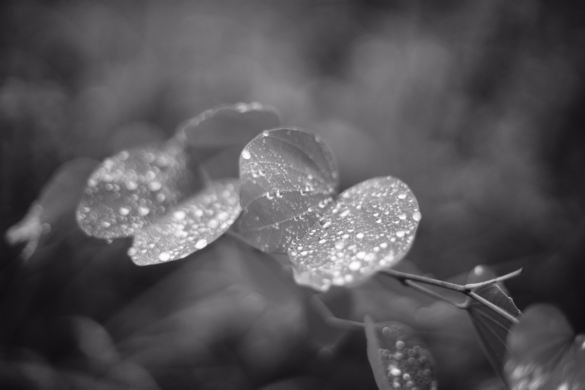MarginalPerson_'s tweet photo. 1971 Canon FD 50 1.4 https://t.co/4ORvmdKnCf