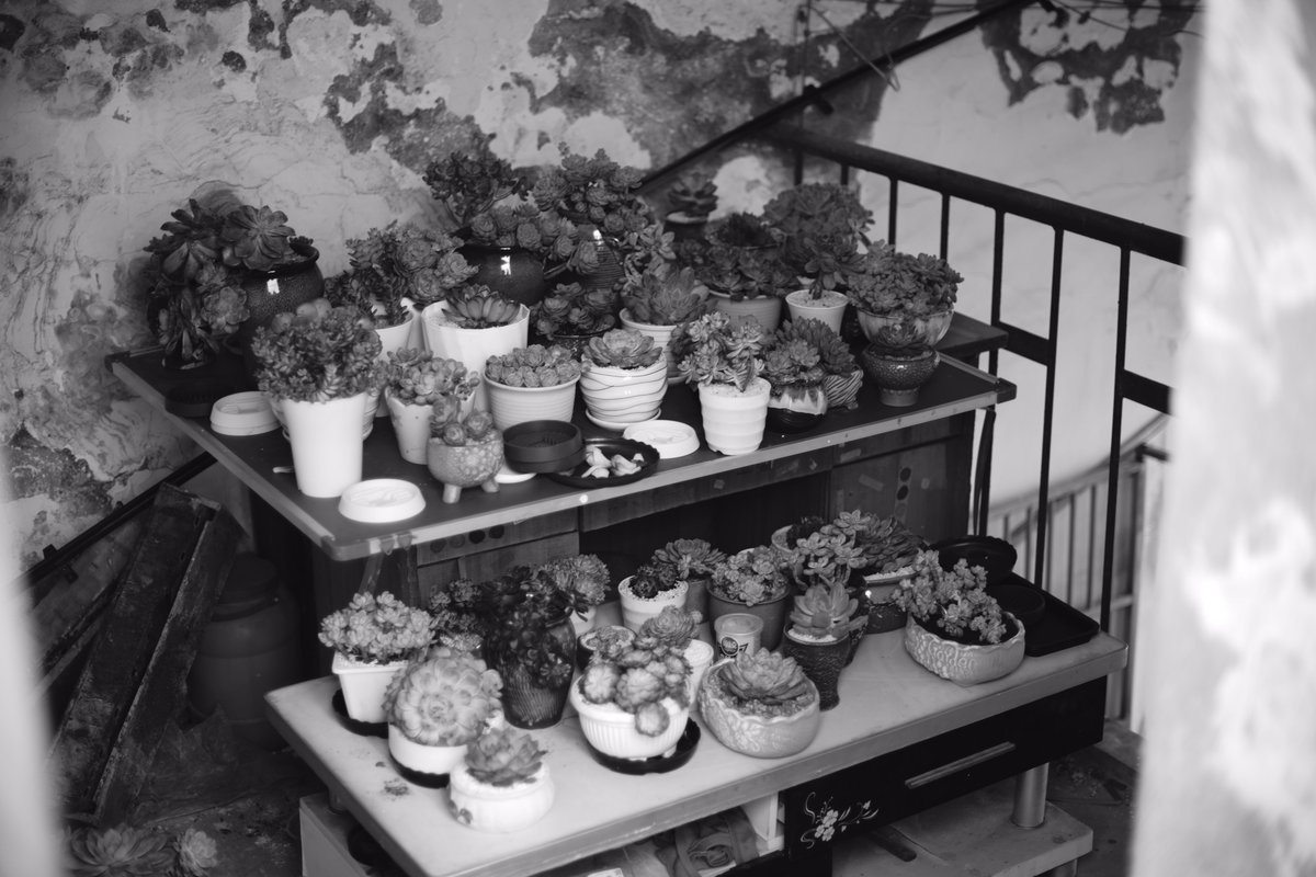 MarginalPerson_'s tweet photo. 1971 Canon FD 50 1.4 https://t.co/gA9k1D3bbt