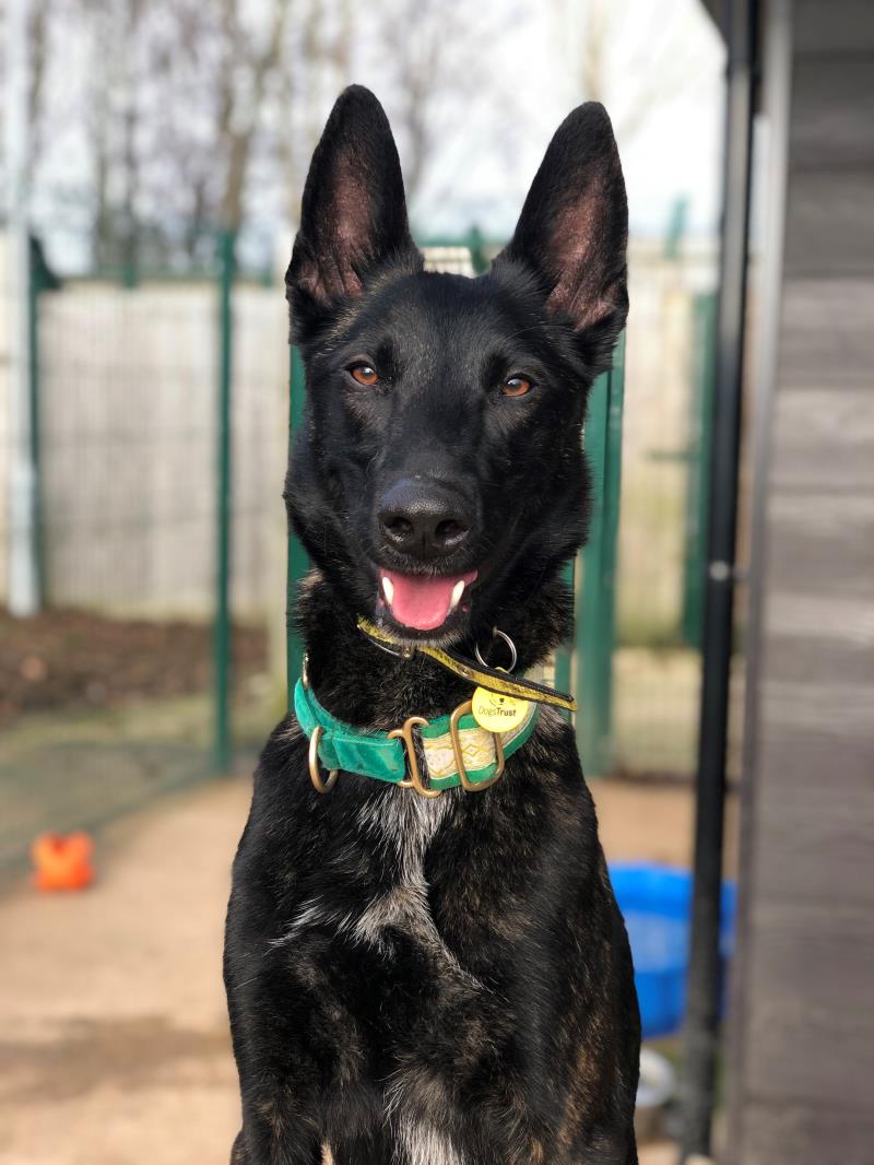 AdoptionsUk's tweet photo. Please retweet to help Bjorn find a home #SALISBURY #WILTSHIRE #UK  AVAILABLE FOR ADOPTION, REGISTERED BRITISH CHARITY, DOGS TRUST✅Bjorn would benefit from owner with experience of Dutch Herders/Malinois or similar working breeds. 
He is a super bright dog & needs to have mental stimulation as well as physical exercise.  Bjorn will need to be the only pet in the home.  He will need dog savvy owners who are willing to continue his training & work on his dog socialisation. If you have a Bjorn-shaped hole you want filled, please apply. If successful, a meet will be setup within 48 hours.
DETAILS or APPLY👇
https://t.co/mzxttiStxG… 
#dogs #DutchShepherd #Malinois #pets #animals #England @DogsTrust @DT_Salisbury

LONG OVERLOOKED, PLEASE GIVE BJORN A SHARE