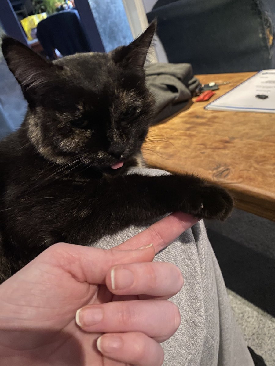 CapnJanet's tweet photo. @postrk May I please commission a set of these? Also, a follow up of my only other token by an artist for my cats - some inspiration! https://t.co/4WACkJyhdl