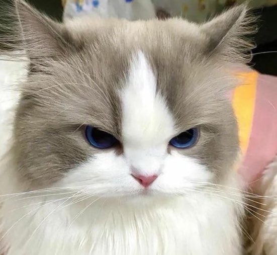 jeezzz23's tweet photo. ขอหอมได้มั้ยจ๊ะ 🤪 ไม่ 😾 https://t.co/Qkuo5GKflv
