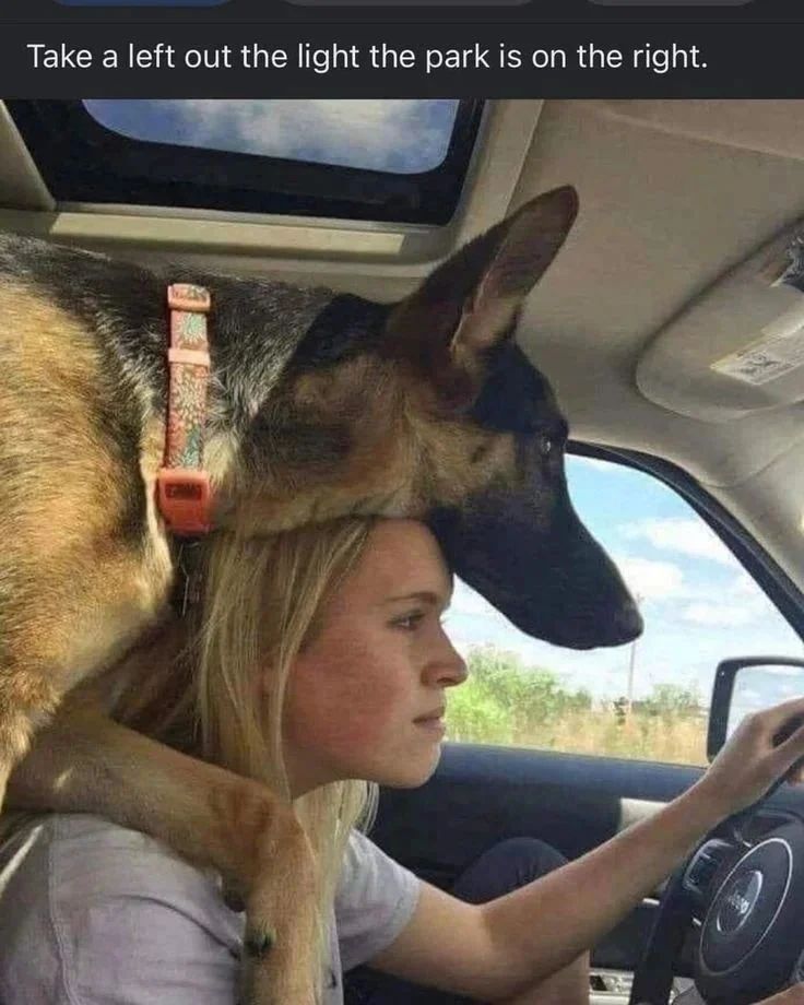 German Shepherd Lovers Community tweet media