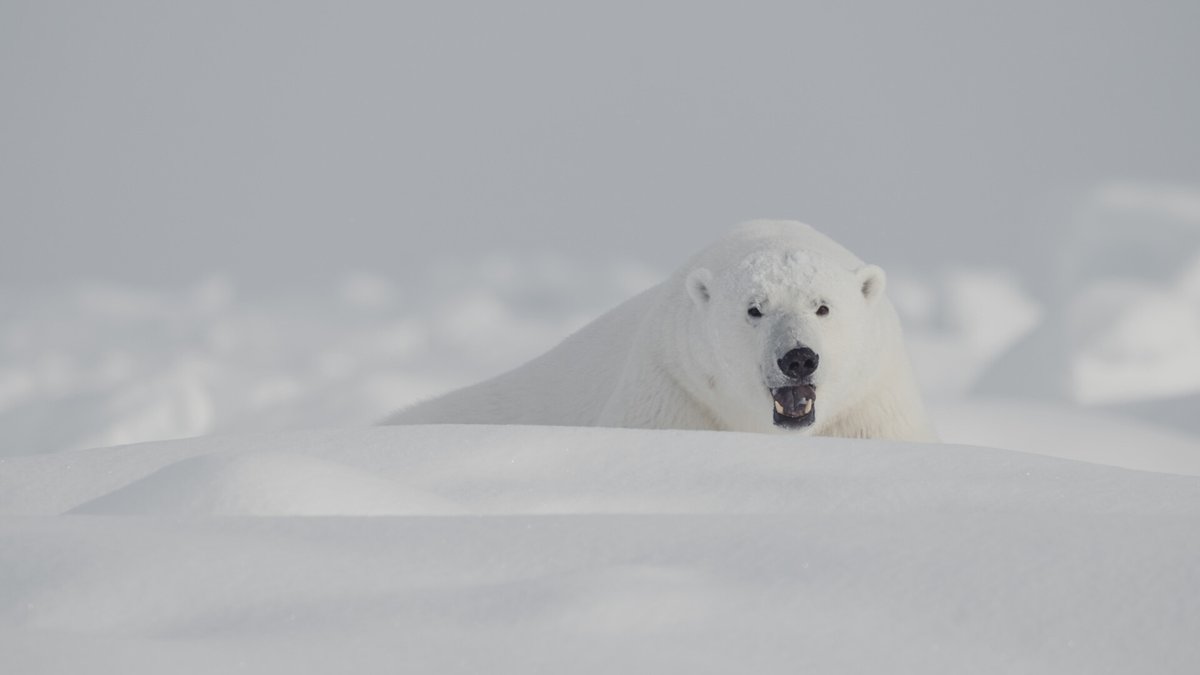 Did You Enjoy The #Documentary #Premier of 
𝙏𝙞𝙢𝙚 𝙏𝙤 𝙎𝙖𝙮 𝙂𝙤𝙤𝙙𝙗𝙮𝙚? Michel Abdollahi #Germany 
🐻‍❄️🐻‍❄️🐻‍❄️
travelbeyondfilmfestival.com/614o
🐻‍❄️🐻‍❄️🐻‍❄️
Remember to Vote 🗳️  #Film #AnimalActivism #PlanetEarth #AnimalRights #TravelBeyondFilmFestival #TBFF2024