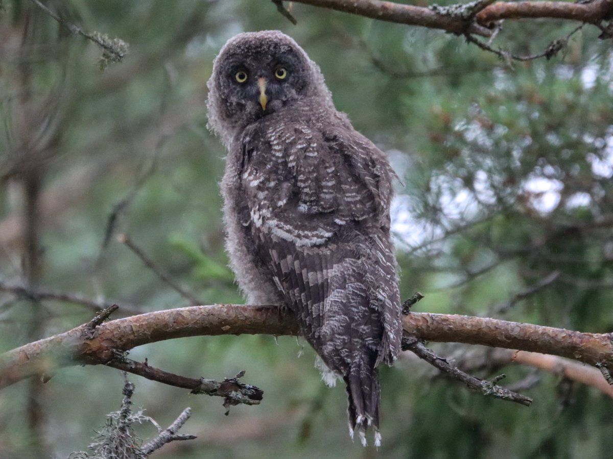 Harry Rice PhD tweet media