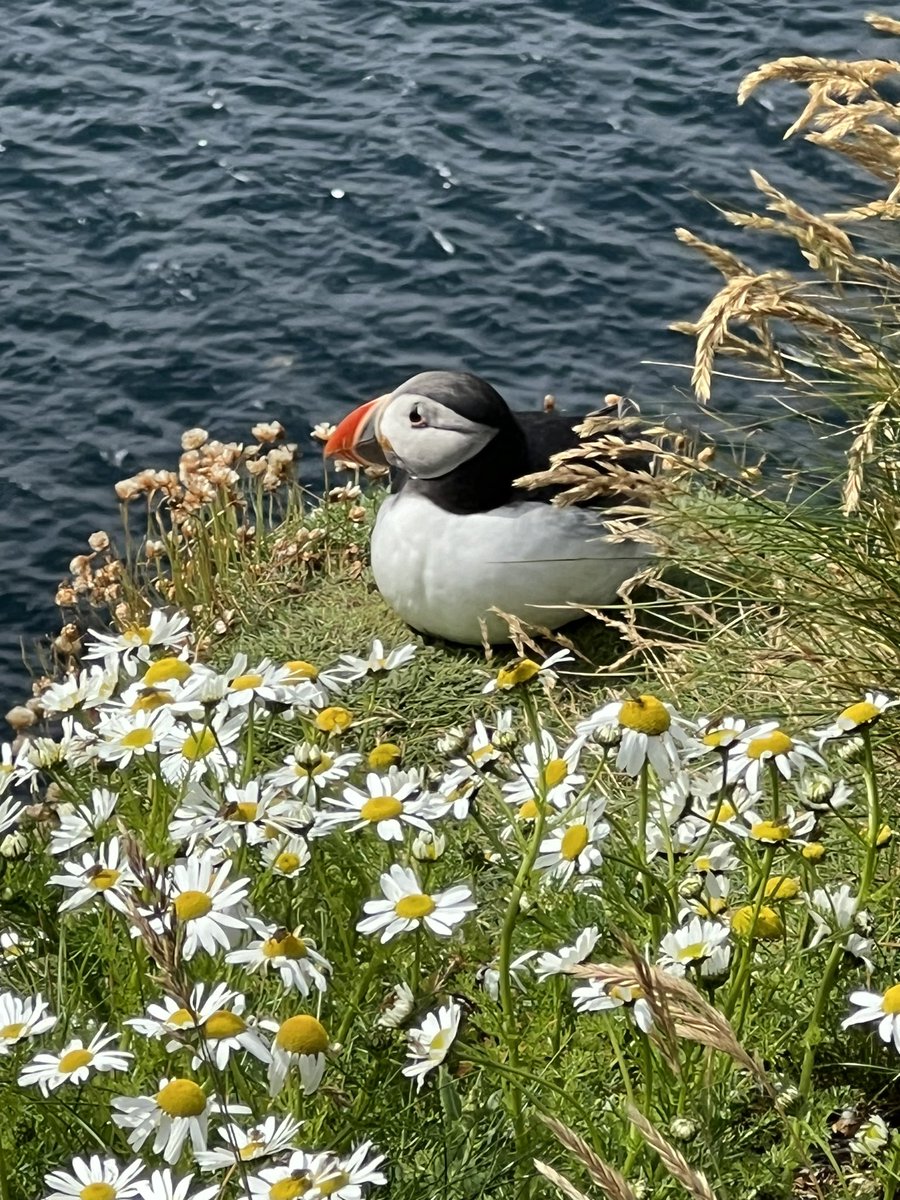 redskyatnight's tweet photo. Been looking at puffins https://t.co/DbdrEBM3VS