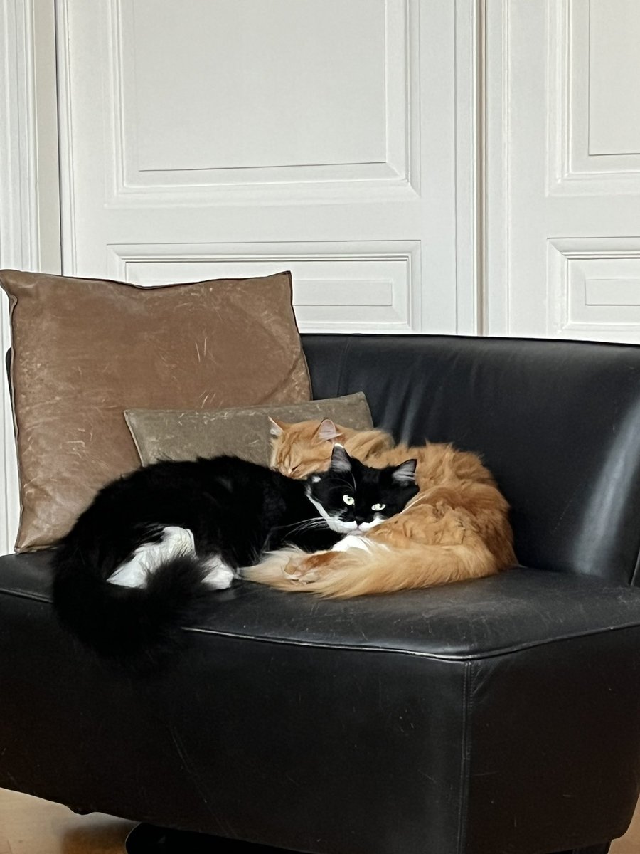 MriekeV's tweet photo. @MarijnHogenkamp Snap ik zo goed… wat troost je kant op. Ook van de twee apen hier. https://t.co/mjC3AmeK3x