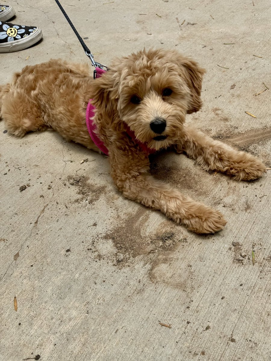 Come for the elite competition, stay for the doggos. 🥎🐶

#ChampCupElite #softball #socal #fastpitch #USASoftball #USASoftballSoCal