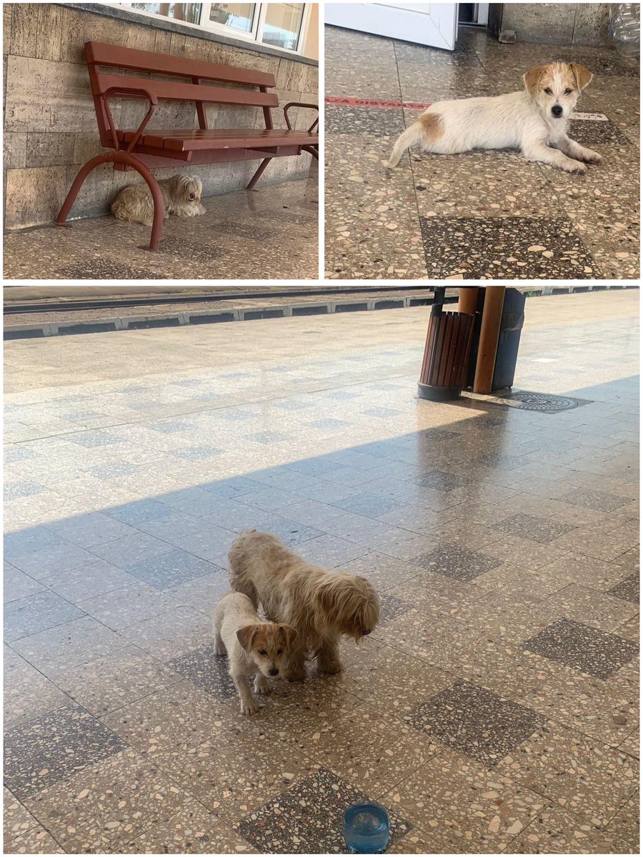 Abandoned at the train station so cruelly, in the awful Romanian heatwave, we were asked to take them in. Unlike the owner, whoever they were, we couldn’t leave them there. No microchip and likely just waiting, thinking their humans would come back. They didn’t. But we did.
