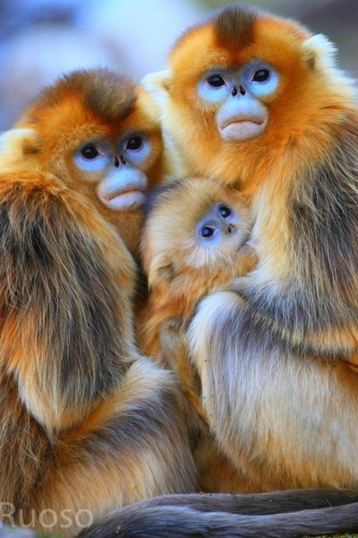 Image 237 - Animals , Monkeys . 

.