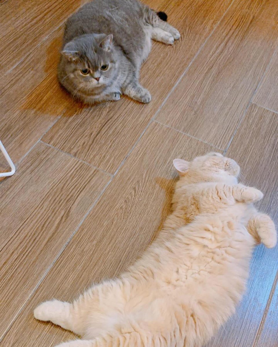 i_am_littlemilo's tweet photo. ฅ(⌯͒• ɪ •⌯͒)ฅ♡ฅ(⌯͒•·̫•⌯͒)ฅ
𝕃𝕚𝕥𝕥𝕝𝕖 𝕒𝕟𝕕 𝕄𝕚𝕝𝕠 …拼圖一樣拼在一起ꔛ♡
𝕃𝕚𝕥𝕥𝕝𝕖 𝕒𝕟𝕕 𝕄𝕚𝕝𝕠パズルのピースみたいに、ぴったりハマるねꔛ♡

#LittleMilo #littlemilo  #munchkin #munchkincat #neko #meow #catstagram_japan #マンチカン #マンチカン短 #แมว #ทาสแมว https://t.co/qnJfwQiPrT