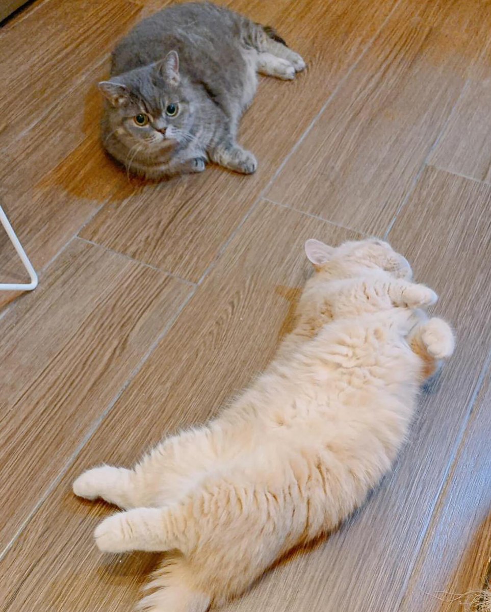 i_am_littlemilo's tweet photo. ฅ(⌯͒• ɪ •⌯͒)ฅ♡ฅ(⌯͒•·̫•⌯͒)ฅ
𝕃𝕚𝕥𝕥𝕝𝕖 𝕒𝕟𝕕 𝕄𝕚𝕝𝕠 …拼圖一樣拼在一起ꔛ♡
𝕃𝕚𝕥𝕥𝕝𝕖 𝕒𝕟𝕕 𝕄𝕚𝕝𝕠パズルのピースみたいに、ぴったりハマるねꔛ♡

#LittleMilo #littlemilo  #munchkin #munchkincat #neko #meow #catstagram_japan #マンチカン #マンチカン短 #แมว #ทาสแมว https://t.co/qnJfwQiPrT