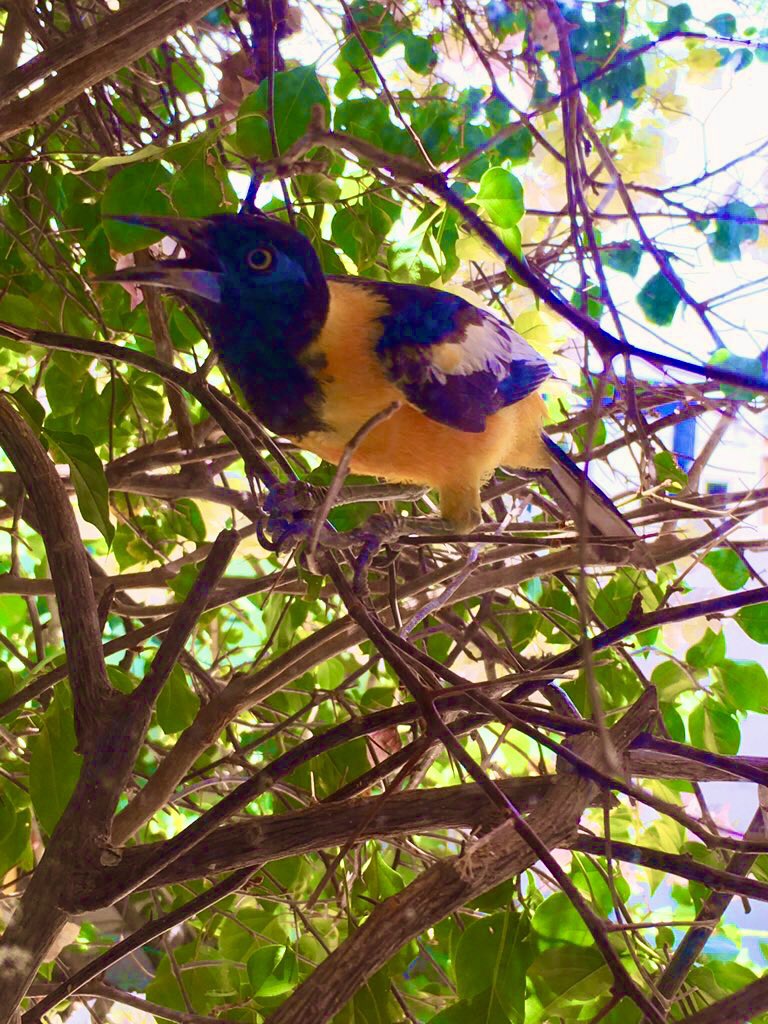 ARUBAMOVING's tweet photo. Free! In every garden if Aruba 💛 https://t.co/ezGMPjQb21