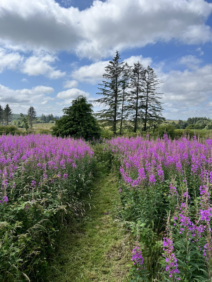 beevalleyfarm tweet media