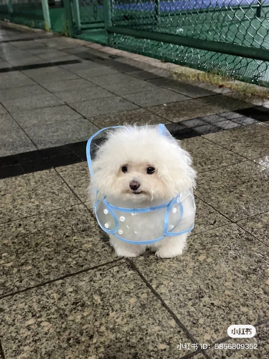 なんじゃこのちっさい可愛いもふもふは…きゅん…