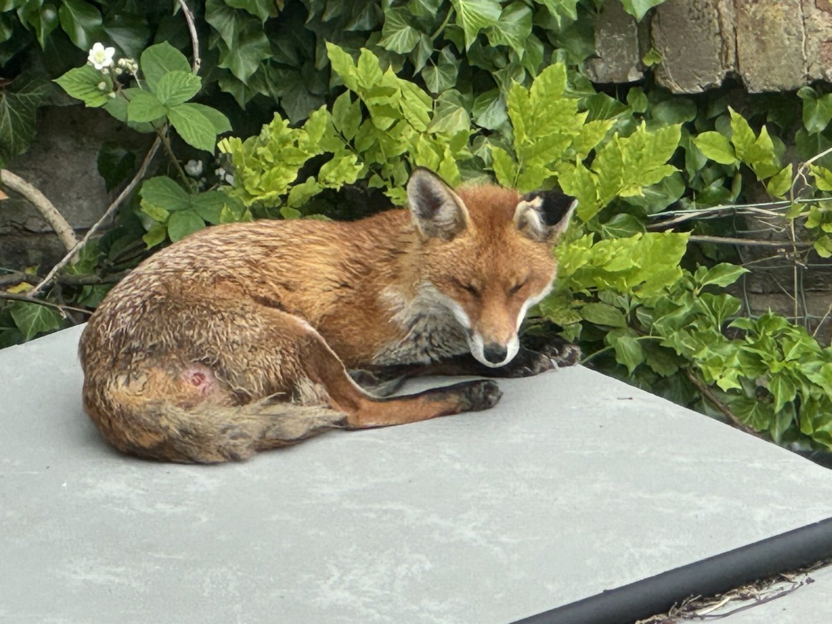 hardwaremister's tweet photo. @foxguardiansuk we’ve got lovely visitor who loves to rest in our garden. We’re always happy to have him here, but in taking a photo of him today we’ve noticed that he’s got an open wound in his leg. Any advice on what we can do? https://t.co/PKKENcN5r5