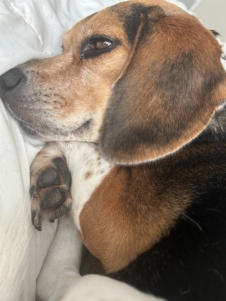 LolaPatolla's tweet image. It’s a sleepy Saturday pals!!!
I was up mosta the night!
5 frens on transports so I worry (mom does too!)
Couple Coop pups with upsets tummies so lotsa potty breaks all night!
Gonna snooze, tell mom I deserve a few extra snaccs n take it easy!
Happy Saturday pals!!!
♥️ Lola