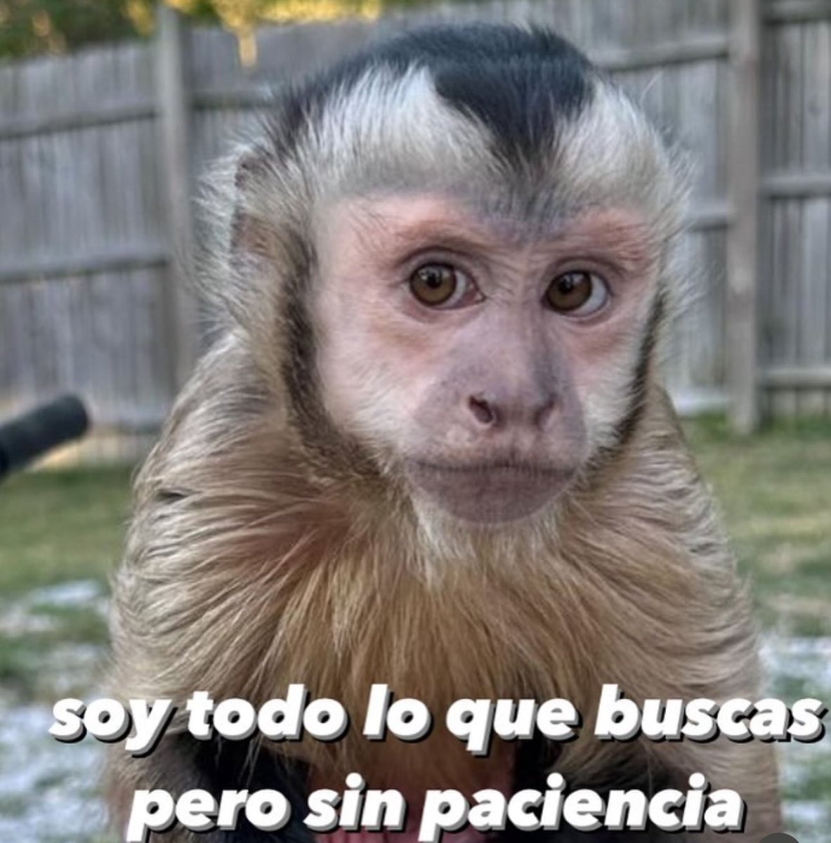 SoloMonitos's tweet photo. Y con depresión https://t.co/7hMqC9bmvo