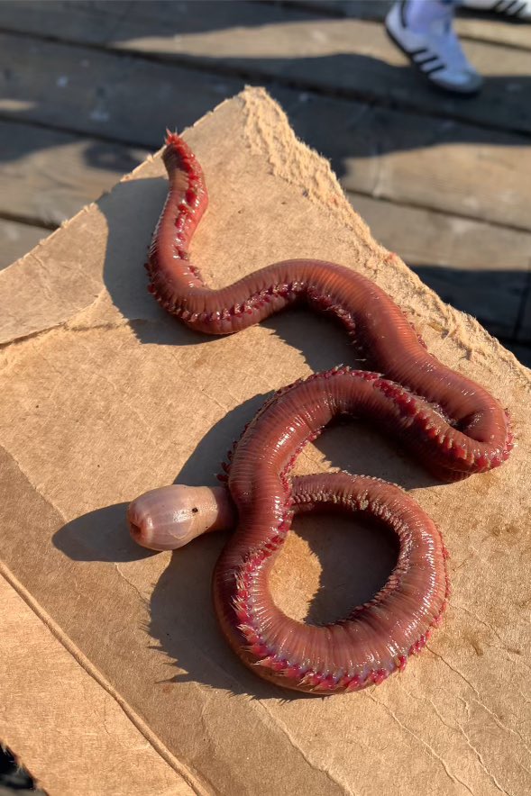 MBayWhaleWatch's tweet photo. We recently saw this American bloodworm that we safely placed back into the water. What a weird creature and so interesting to see! Learn more about them here - https://t.co/z4Gn1YrUO9 #invert #bloodworm #twilightzone https://t.co/7rV1Xpvatk