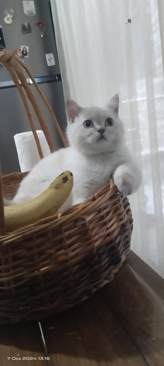 O canı ona Allah verdi, kim sana o canı almak için yetki verdi de alıyorsun...
#YasayiGeriCek