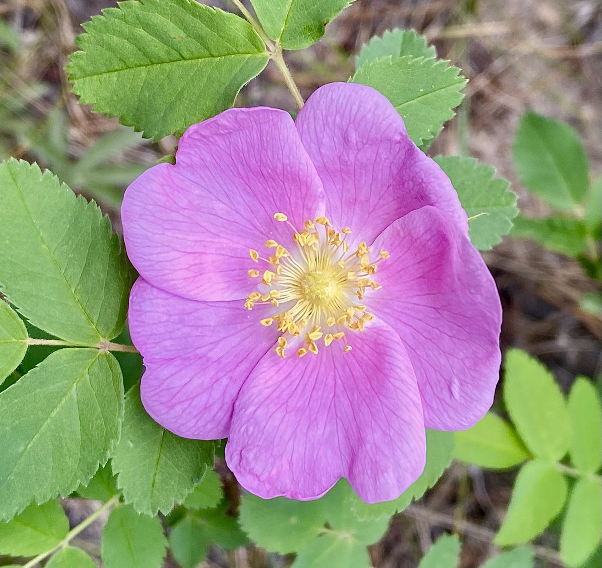 Browns Creek Falls—six-mile round trip hike through Heaven ⛰️☀️🌸 #Colorado #RockyMountains #Hiking #Nathrop #Salida #Wildflowers #MtAntero #Fourteener #Heaven