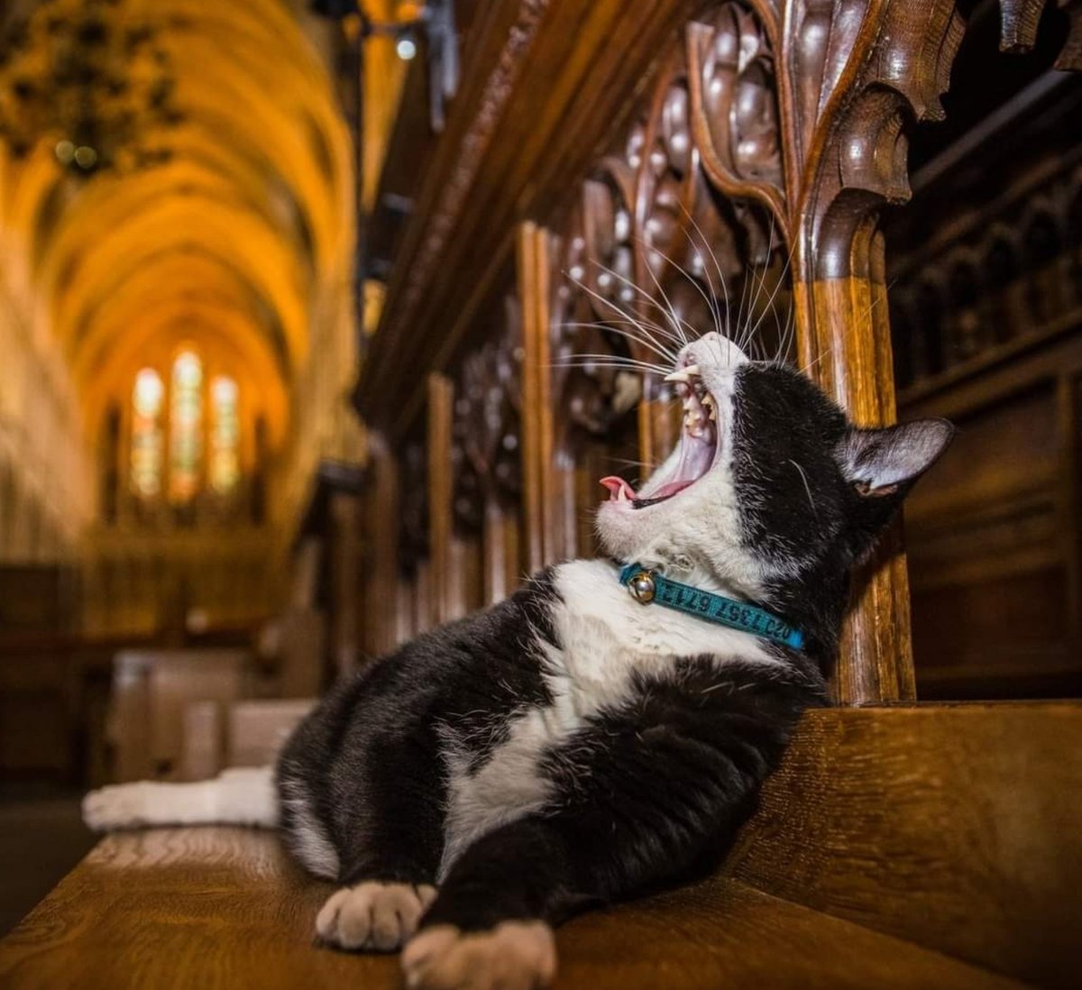 #CatsRoarForEngland #EURO2024