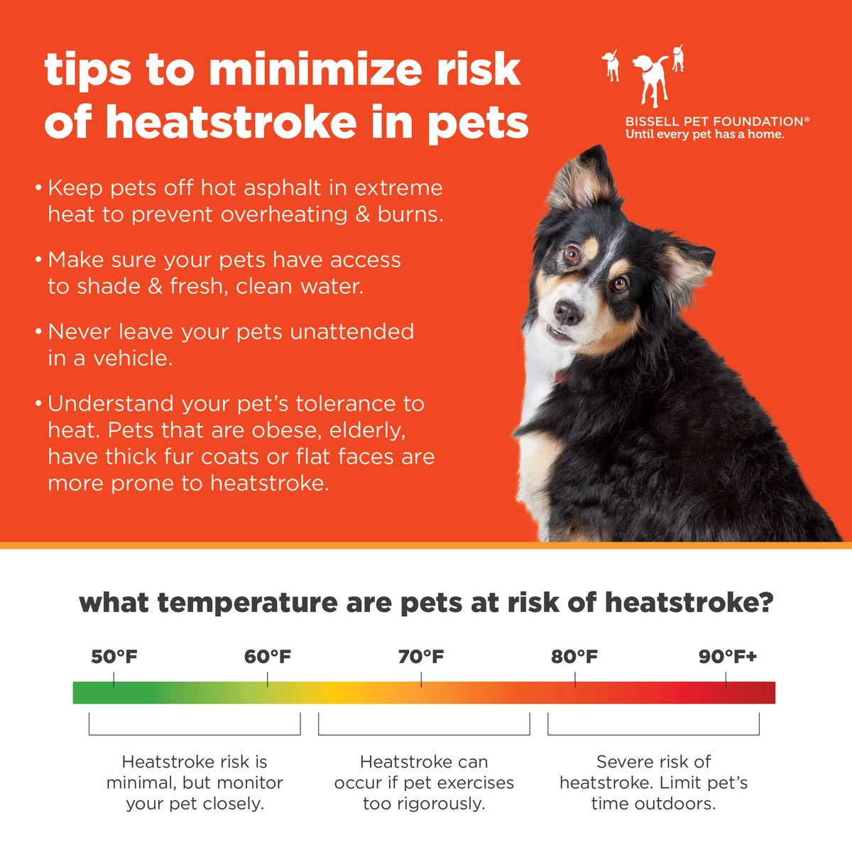BISSELLPets's tweet photo. Keep your pets safe in hot weather! ⚠️ 

#heatstrokeindogs #heatstrokeprevention #doghealth https://t.co/HuXNFC56cT