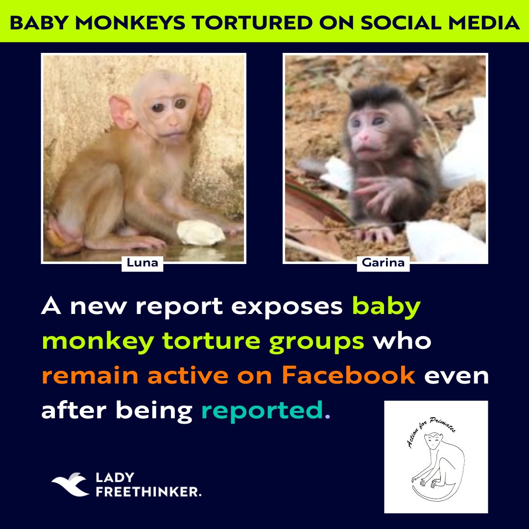 Lady Freethinker (@ladyfreethinker) on Twitter photo 📢 Baby #Monkey Torture on #Facebook EXPOSED in a new Lady Freethinker & <a href="/Action4Primates/">Action for Primates</a> Report ❗
25% of the Facebook sites in the report known to post torture videos remain active: meaning they may be seen by anyone -- including children.
ladyfreethinker.org/baby-monkeys-t… 📢 Baby #Monkey Torture on #Facebook EXPOSED in a new Lady Freethinker & <a href="/Action4Primates/">Action for Primates</a> Report ❗
25% of the Facebook sites in the report known to post torture videos remain active: meaning they may be seen by anyone -- including children.
ladyfreethinker.org/baby-monkeys-t…