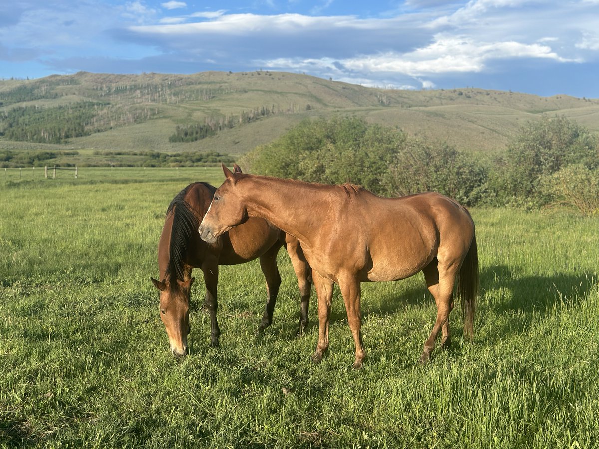 A reminder that nothing tops a meal with your best friend Especially after a rewarding hike (or trot) in the mountains!

 Have a great weekend!

Photo Credit: W.Jedediah #CLazyU #CLazyURanch #horses #ranchlife #cowboy #westernstyle #horsebackriding