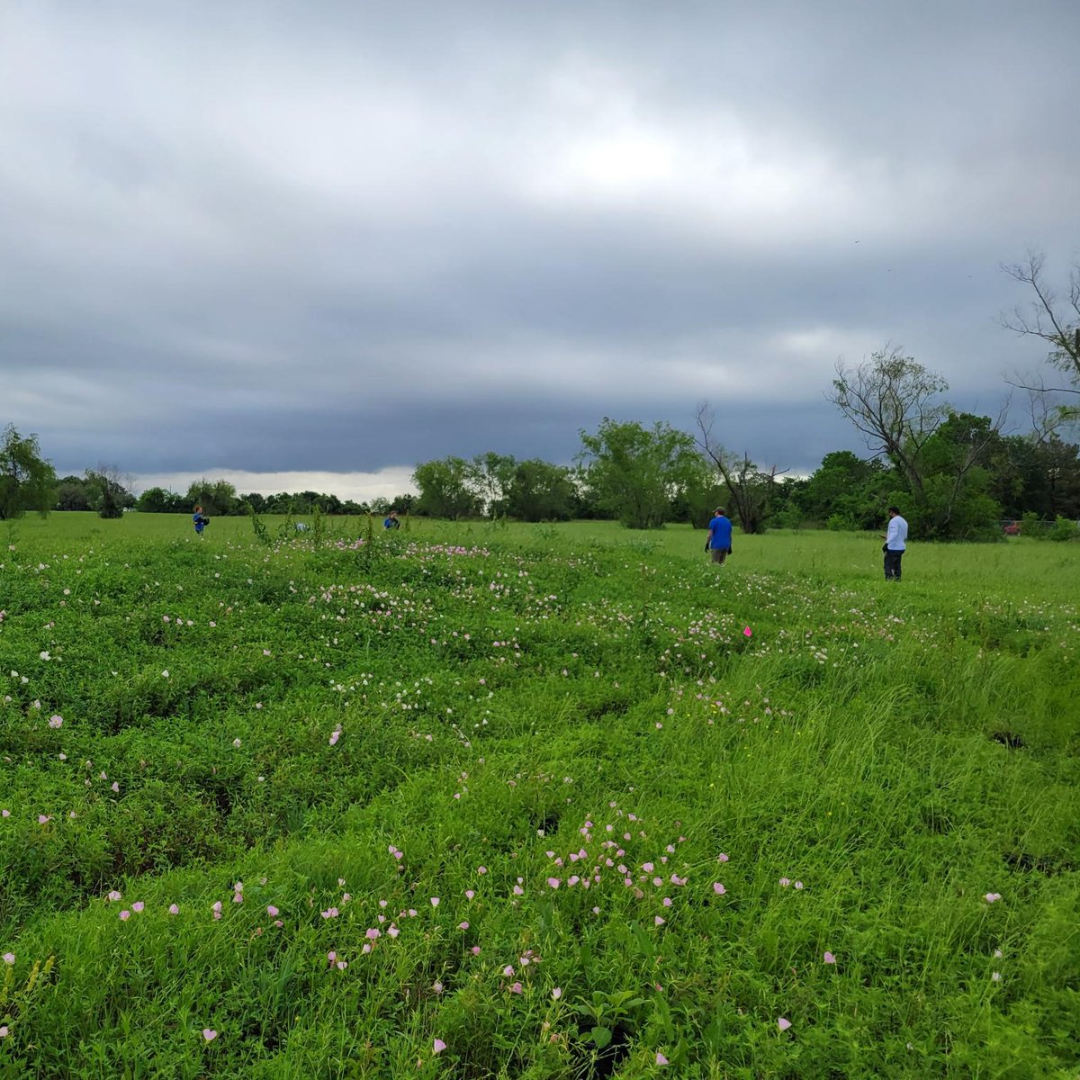 We're shining a bright light on this incredible corporate group that planted over 378 plants at our Kemah headquarters! 🌱 

Thank you to Genesis who planted just shy of an acre of endangered coastal tallgrass prairie.