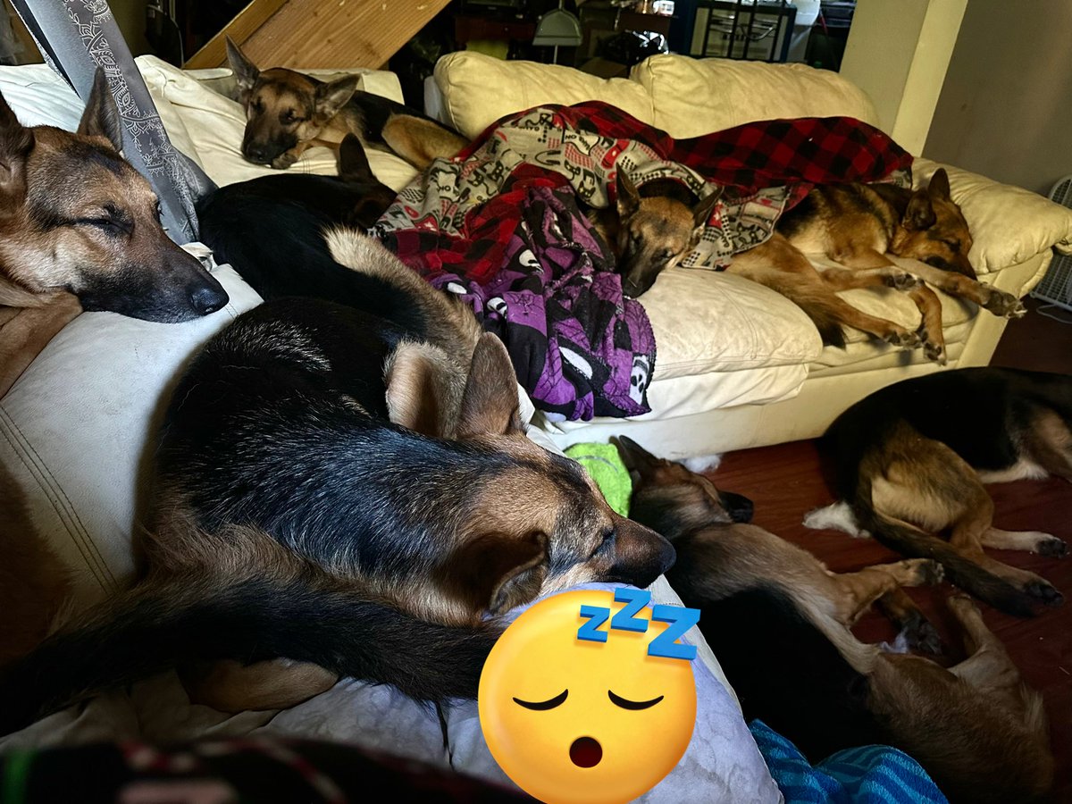 Dragon_'s tweet photo. Here I am working away and these slackers are just snoozing….lol https://t.co/tBvlic8vFP