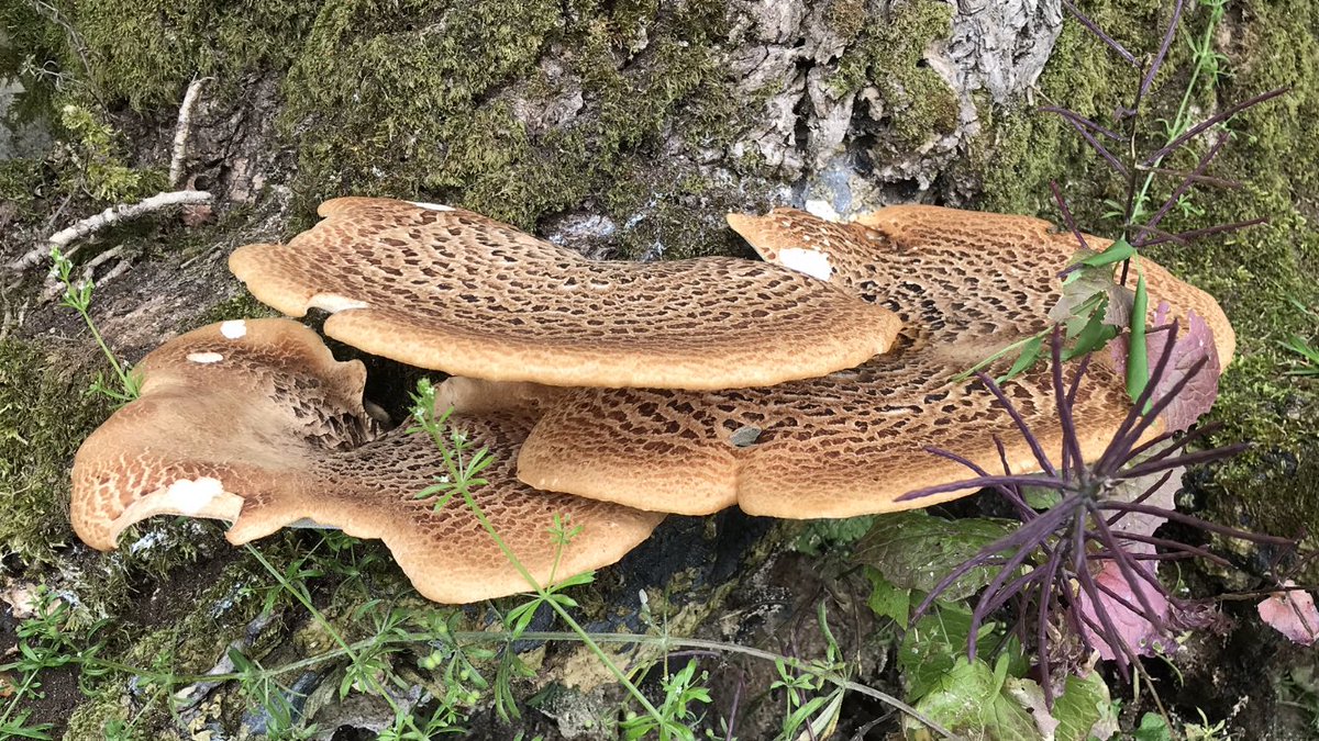 TimGrif44891128's tweet photo. Scaly Polypore I think from the Lasgarn this morning #fungi https://t.co/77VKXWhPkJ