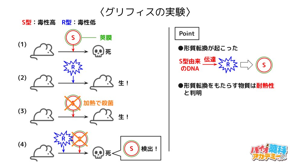 BioPharmacist's tweet photo. ●グリフィスの実験
●遠心分離
●ハーシーとチェイスの実験 https://t.co/sDMk7rnFxU