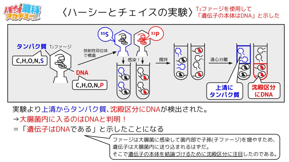 BioPharmacist's tweet photo. ●グリフィスの実験
●遠心分離
●ハーシーとチェイスの実験 https://t.co/sDMk7rnFxU