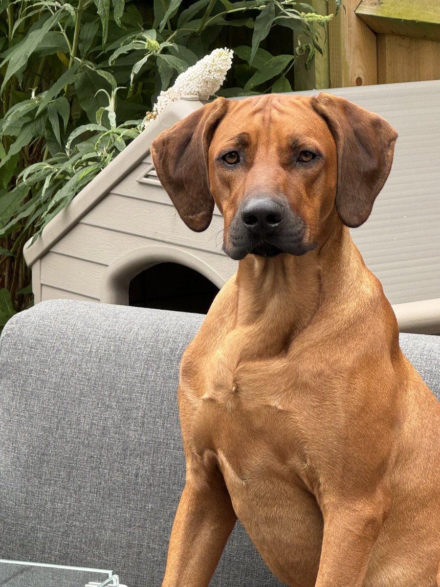 Stephen Dixon tweet media