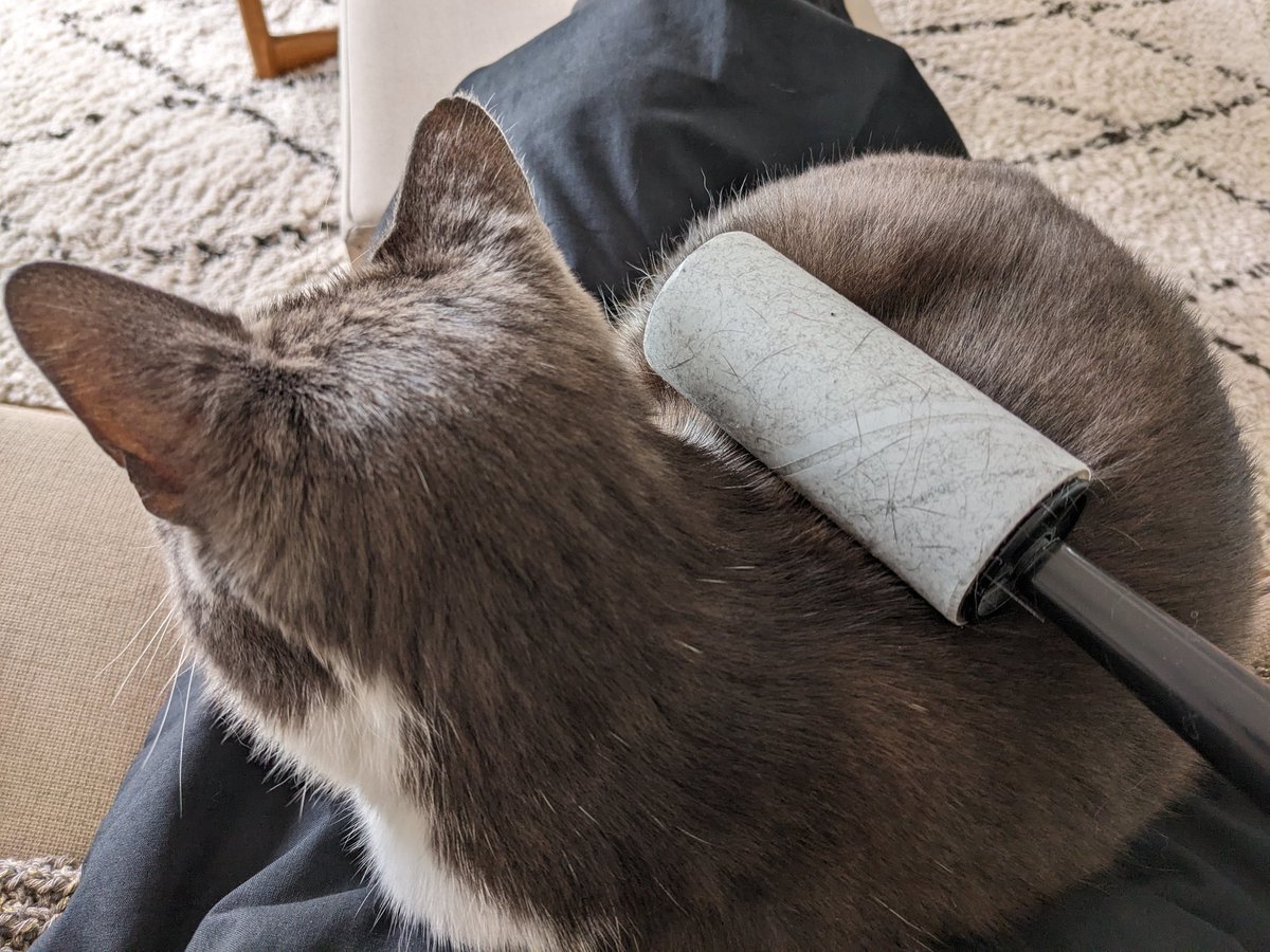 BrophyLevey's tweet photo. Very tempted to sticky-roller this hairy monster direct, in a bid to stop his fluff flying all over the house. #perhapsnot https://t.co/thy9Nn8BHZ