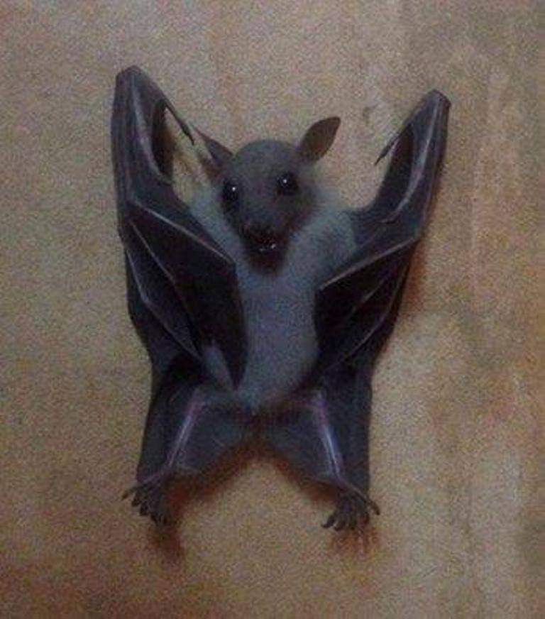 forhill2022's tweet photo. For those batty folk who have signed up to our Bat and Glow Worm Walk tonight, please dress for the weather and remember to bring a torch. The paths will be quite slippery up there so boots with a good grip are best! See you later bat friends! https://t.co/HeKTfALqEA