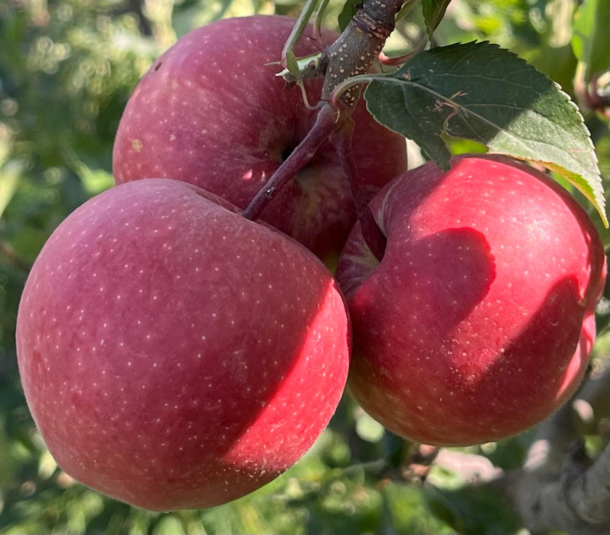 mussarat_zia's tweet photo. This early apple launch from📍Banihal - Redlum Gala &amp; Tydeman - sound like football stars from Euro 2024! https://t.co/wpWWfnlKKA