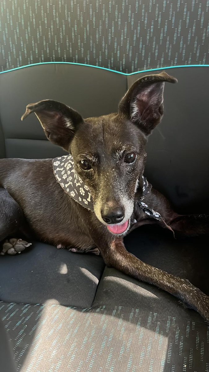 DOGUINHO PERDIDO! 🐕

Há alguns dias atrás, essa cachorrinha foi resgatada por uma moradora após quase ser atropelada na Estrada da Ligação, na #Taquara.

Ela tomou banho e fez exames, mas não pode ficar muito tempo com ela por já ter outra cadelinha em casa.