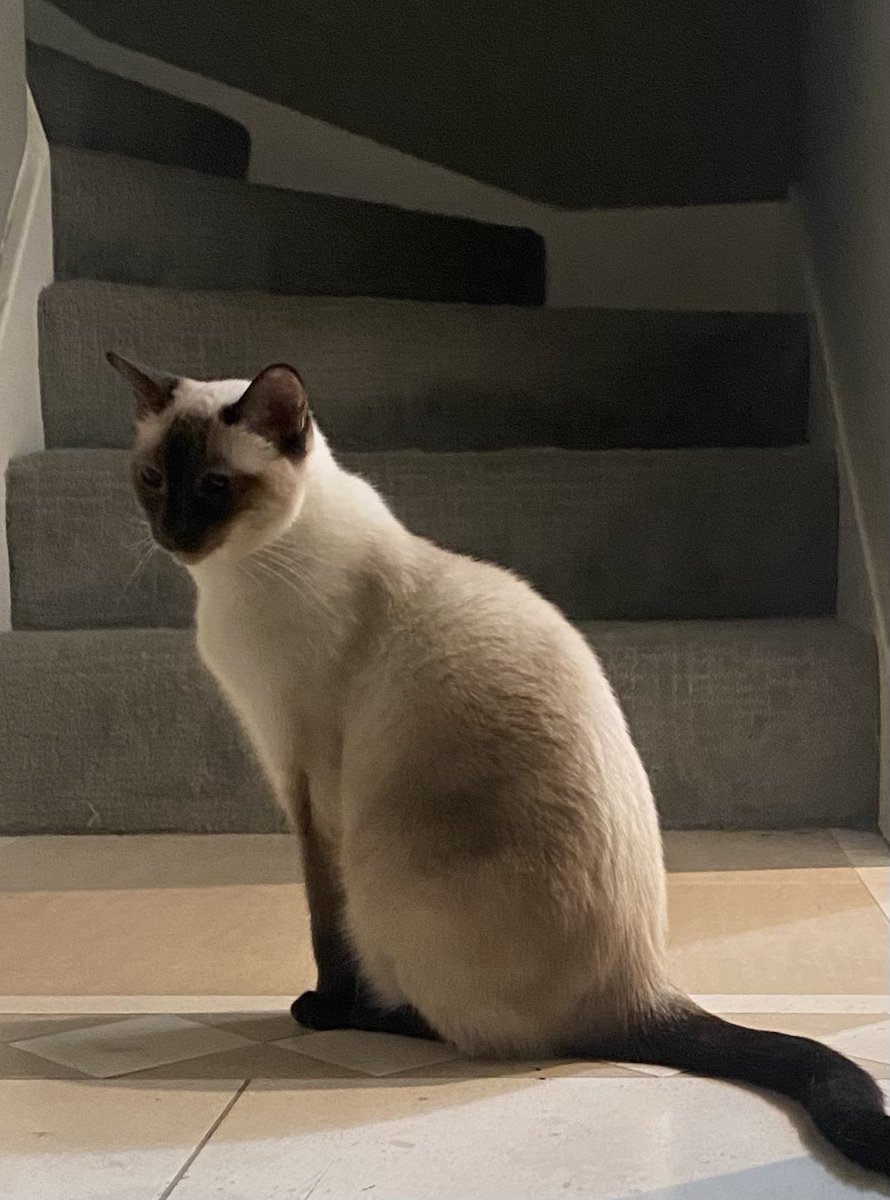 Deep in thought…
#Caturday