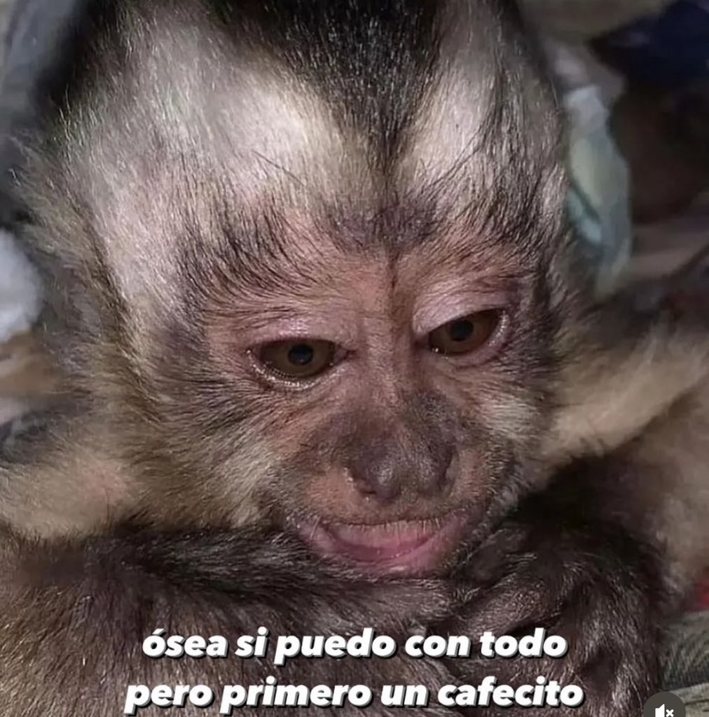 SoloMonitos's tweet photo. Primero lo primero https://t.co/sPO8RDkabO