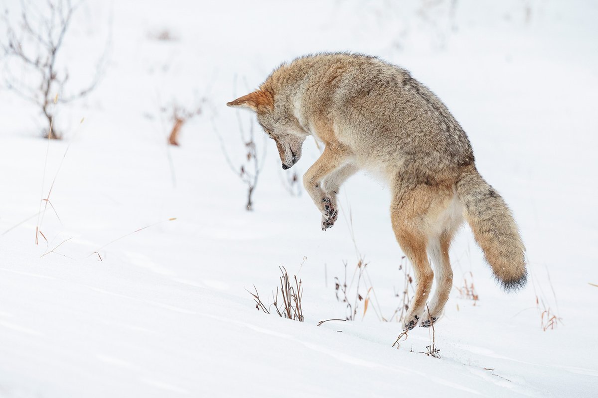 Nature TTL tweet media