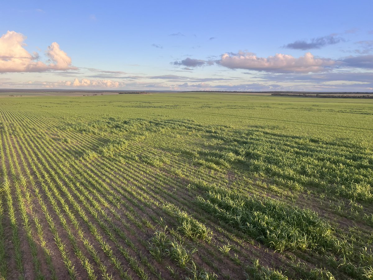 Lubin Stringer tweet media