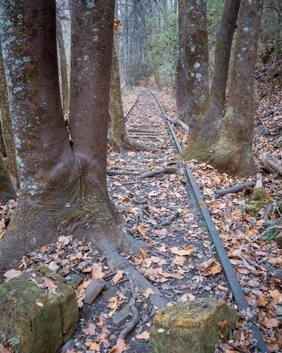 EnsedeCiencia's tweet photo. La naturaleza recuperando su lugar. https://t.co/vDGaB3Jm2F