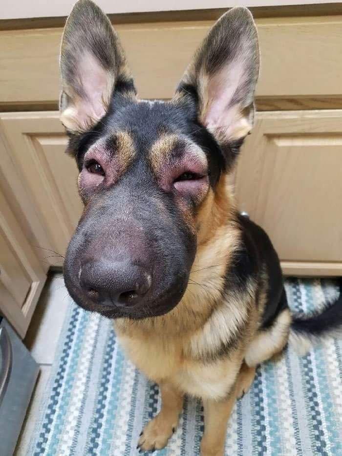 justdogs_'s tweet photo. My mom said I'm beautiful. But so far nobody has loved my picture 🥹😓💔 https://t.co/BQQyvputn6