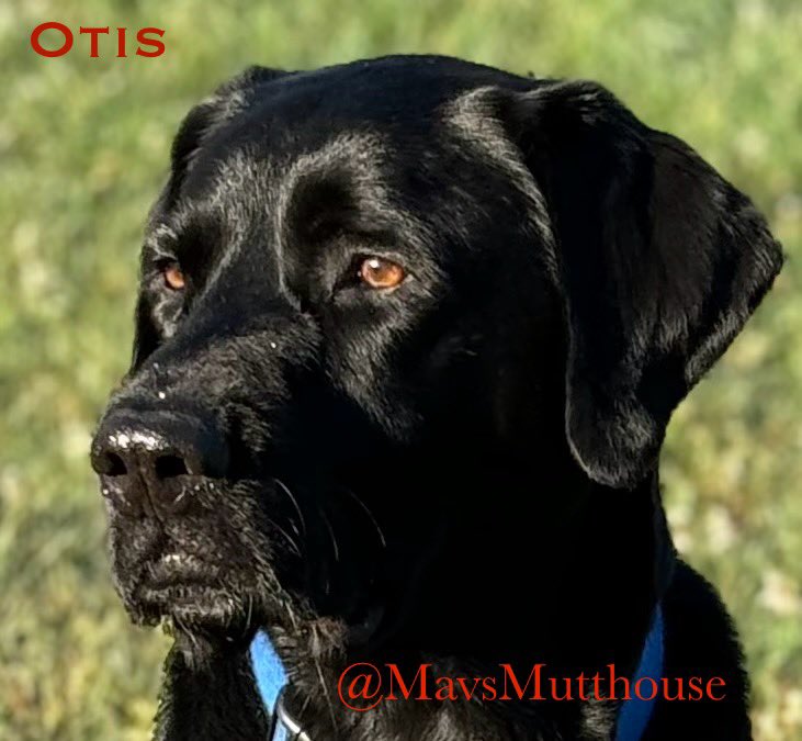 MavsMutthouse's tweet photo. @DogLovers03 Otis might look scary at first sight, but has no problem making friends. Everyone loves my big guy! https://t.co/RVzakbDjYT