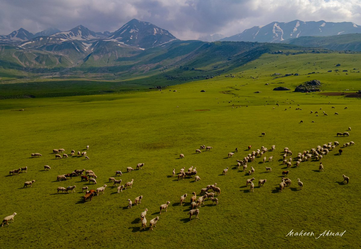 MakeenAhmad_'s tweet photo. The Beautiful Zajimarg Meadows of Kulgam, Kasmir
@XploreValley https://t.co/B413B2BhOb