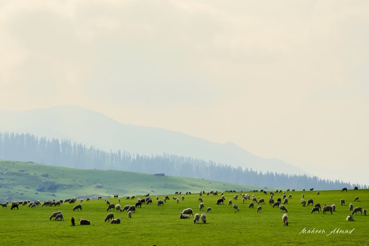 MakeenAhmad_'s tweet photo. The Beautiful Zajimarg Meadows of Kulgam, Kasmir
@XploreValley https://t.co/B413B2BhOb
