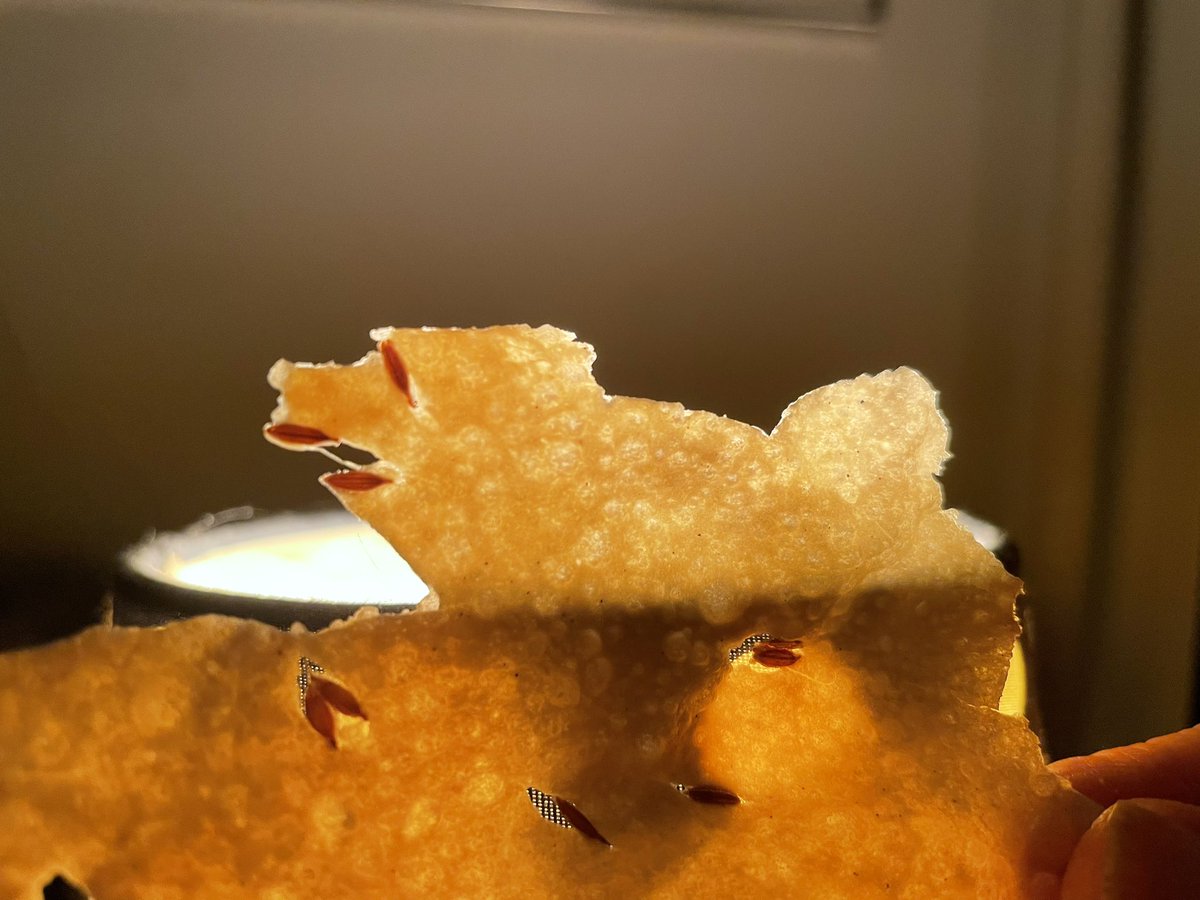 boyfriend saw a wolf in his papadam